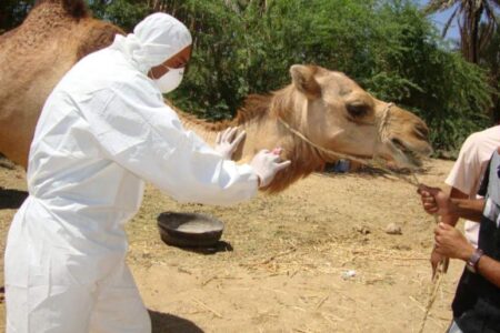 نظارت بهداشتی بر ذبح دام های قربانی در ارزوئیه صورت می گیرد