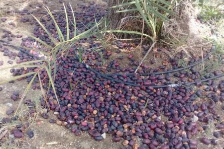 حجم خسارت و زیان سامانه بارشی مونسون بر محصول خرما