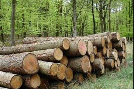زراعت چوب در ۲۰ هزار هکتار از اراضی کشور