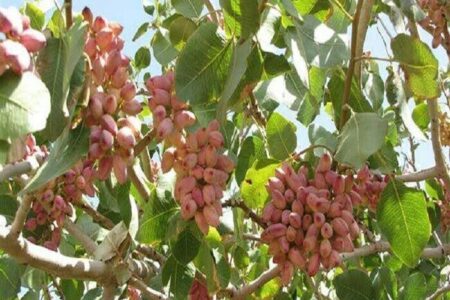 وزیر جهاد: کرمان امسال شرایط سختی در حوزه کشاورزی داشت