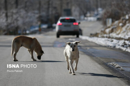 جمعیت سگ های بلاصاحب کاهش پیدا نمی‌کند اگر…