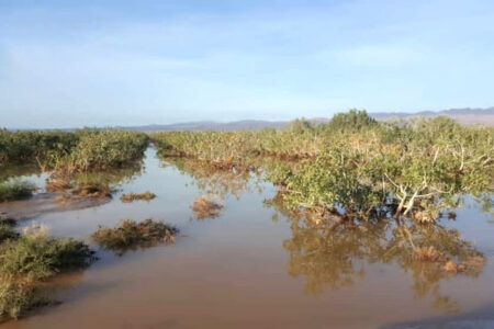 ۴۰۰ هکتار از باغات پسته رفسنجان از بین رفت