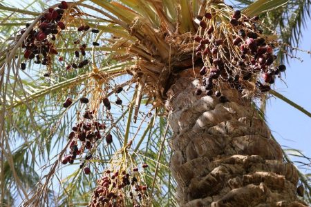 ۳۵ درصد از نخلیات بم دچار خشکیدگی شدند