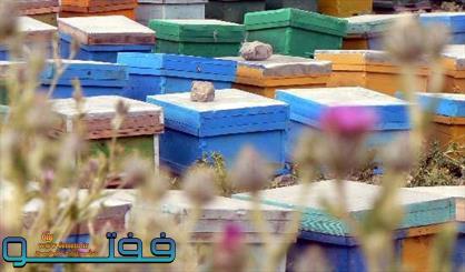 تولید ۹۵۰ تن عسل در رابر/صادرات محصول به کشورهای حاشیه خلیج فارس