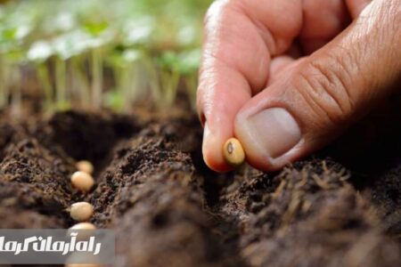 بذر مرغوب؛ کیفیت تولیدات کشاورزی را افزایش می‌دهد