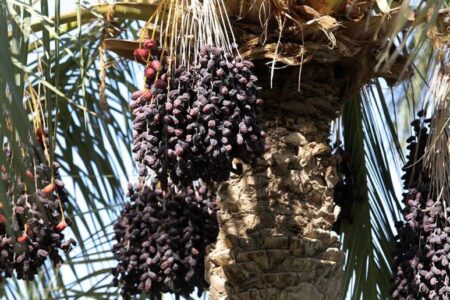 دسترنج کشاورزان ریگان بر روی نخل‌های خرما خشک شد/ وقتی سود زحمت کشی نخلداران به جیب دلالان می رود