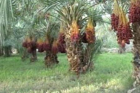 وقتی زحمت یکساله کشاورز به قیمت ناچیز خریداری می شود /از نبود امکانات نگهداری محصول خرما تا جولان دلالان