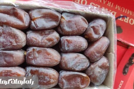 برداشت خرما از نخلستان‌های جیرفت