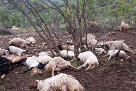 هزار راس دام در شهربابک در سیل اخیر تلف شدند