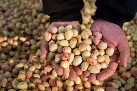 آغاز برداشت طلای سبز از باغات سیرجان/پیش‌بینی برداشت ۲۵۰۰ تن پسته خشک