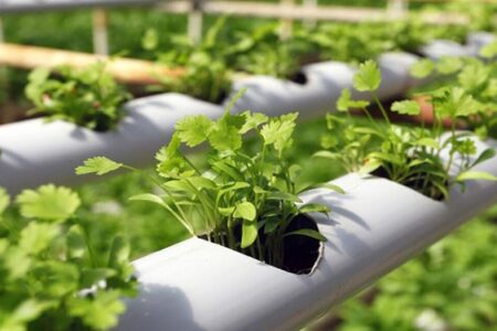 سهم ۴ درصدی شرکت‌های دانش‌بنیان در تولید ناخالص ملی حوزه کشاورزی/ افتتاح پردیس علم و فناوری رفسنجان