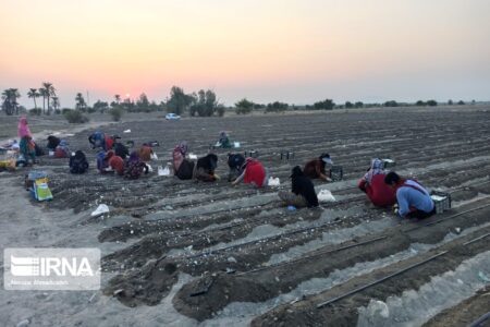 سطح ابلاغی کشت پیاز در جنوب کرمان ۶ هزار هکتار اعلام شد