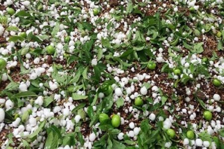 طوفان و تگرگ کهنوج را فراگرفت