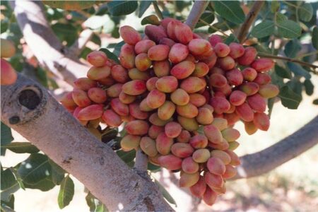 ۴.۵ میلیارد دلار، درآمد پسته رفسنجان در ۱۲ سال گذشته