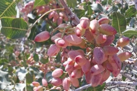 پیش بینی برداشت بیش از ۲۰۰ تن پسته تر از باغات جنوب استان کرمان
