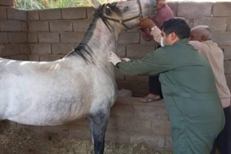 آغاز تست مشمشه در اسب داری های شهرستان فهرج