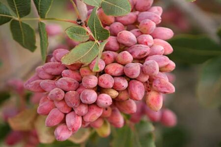 برداشت ۲۵۰۰ تن پسته در سیرجان