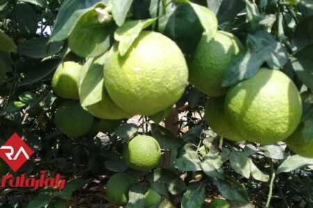 نوبرانه پرتقال در باغات منوجان