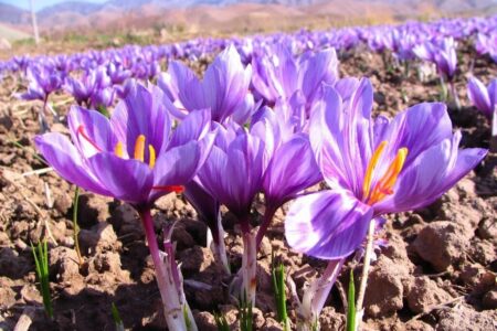 سطح زیرکشت زعفران در قطب پسته ایران ۹ برابر شد