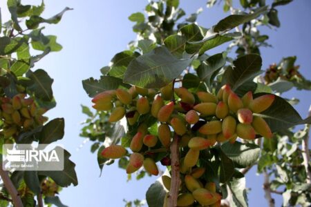 همه پسته‌کاران کانادانشین نیستند