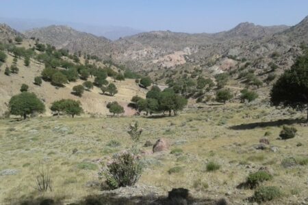 ۵۰ درصد جنگل‌های کرمان آفت‌زده است