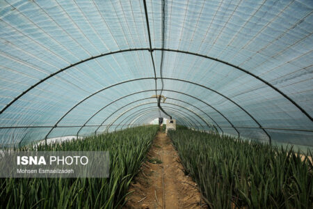 چرخ صادرات محصولات گلخانه‌ای جنوب کرمان به حرکت در آمده است