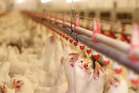 برگزاری کلاس پیشگیری از بیماری آنگارا در شبکه دامپزشکی فهرج