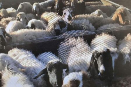 کشف ۹۰ راس گوسفند قاچاق در سیرجان