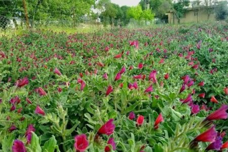 کشت گیاهان دارویی در سطح بیش از ۱۲ هزار هکتار از مراتع جنوب کرمان