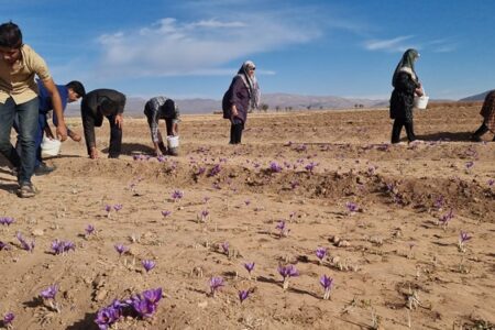 آغاز برداشت طلای سرخ از مزارع زرند/پیش‌بینی تولید ۱۸۰۰ کیلوگرم زعفران در شهرستان