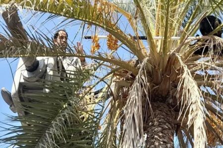 نجات و رهاسازی یک قلاده خرس آسیایی در شهرستان قلعه‌گنج