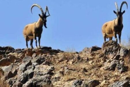 تلف‌شدن ۳۰۰ راس وحوش رفسنجان بر اثر بیماری طاعون