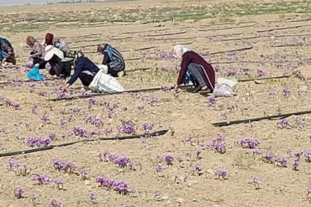 آغاز برداشت زعفران از مزارع سیرجان/  افزایش ۲۷ درصدی تولید محصول نسبت به سال گذشته