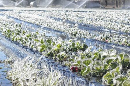 احتمال سرمازدگی محصولات کشاورزی کرمان/ افت محسوس دما