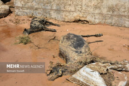 مشکلات دامداران سیل زده رفسنجانی پیگیری می شود
