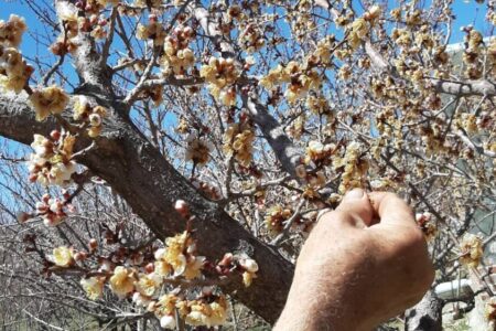 خسارت سرمازدگی به باغات پسته کرمان و احتمال بحران های اقتصادی و امنیتی