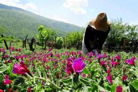 کشت گیاهان دارویی در سطح بیش از ۱۲ هزار هکتار از مراتع جنوب کرمان