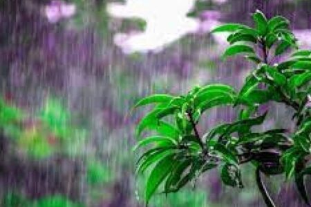 بارش ۲/۵میلیمتر باران در راین