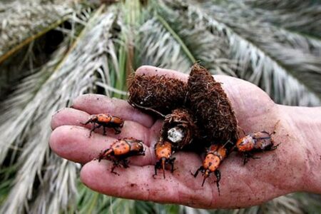 آفتی که گریبان نخیلات منوجان را گرفته است/ نخلداران منوجانی چشم انتظار یاری مسئولان‌