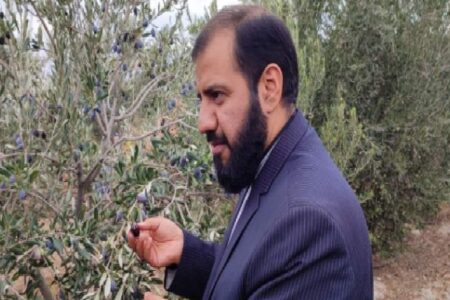آغاز برداشت زیتون در شهرستان زرند