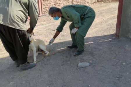 هاری مهم ترین بیماری قابل‌ انتقال‌ بین انسان و حیوانات است