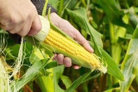 برداشت بیش از ۶۰ تن ذرت دانه‌ای از مزارع فاریاب