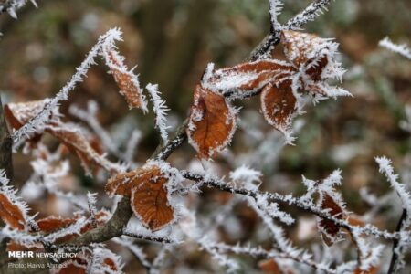 افت دما در استان کرمان طی هفته جاری/ هشدار به کشاورزان