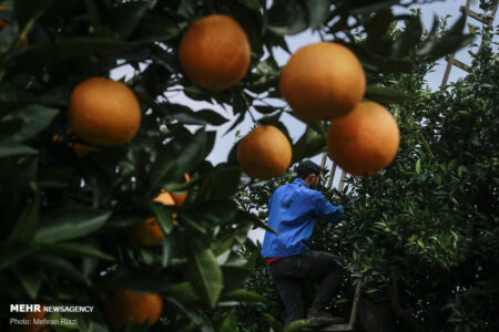 مرکبات جنوب غرب کرمان صادر می شود