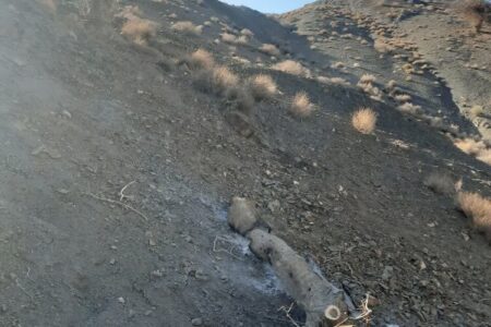 قطع درختان در اراضی ملی زرند/ با متخلفان برخورد می شود