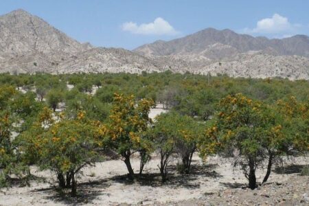 از اجرای نوار سبز در محور  جیرفت_دلفارد تا ساماندهی بزرگترین ذخیره گاه جنگل گلپرک