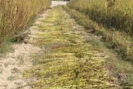 نبود صنایع تبدیلی مهم‌ترین مشکل کنجد کاران جنوب کرمان/ شهرستان رودبار جنوب مقام اول تولید کنجد در کشور را دارد