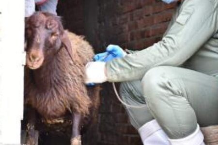 آغاز طرح واکسیناسیون تب برفکی در دام های روستایی و عشایری منوجان