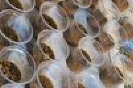 توزیع ۳۲۰ پرس غذا گرم بین نیازمندان در کرمان