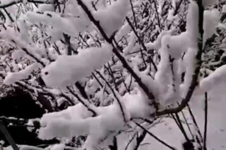 گسترش لحاف زمستانه بر پهنه های شهرستان زرند